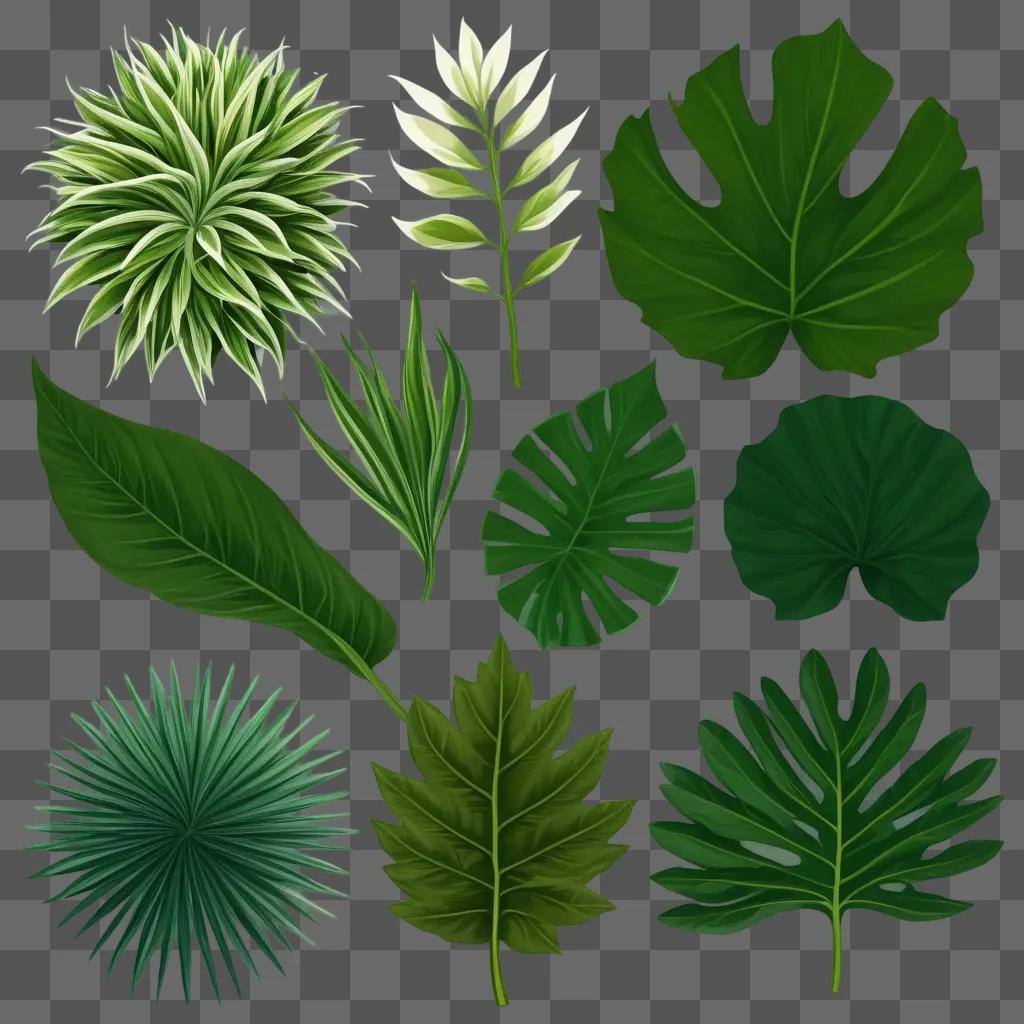 Green plants in various shapes and sizes